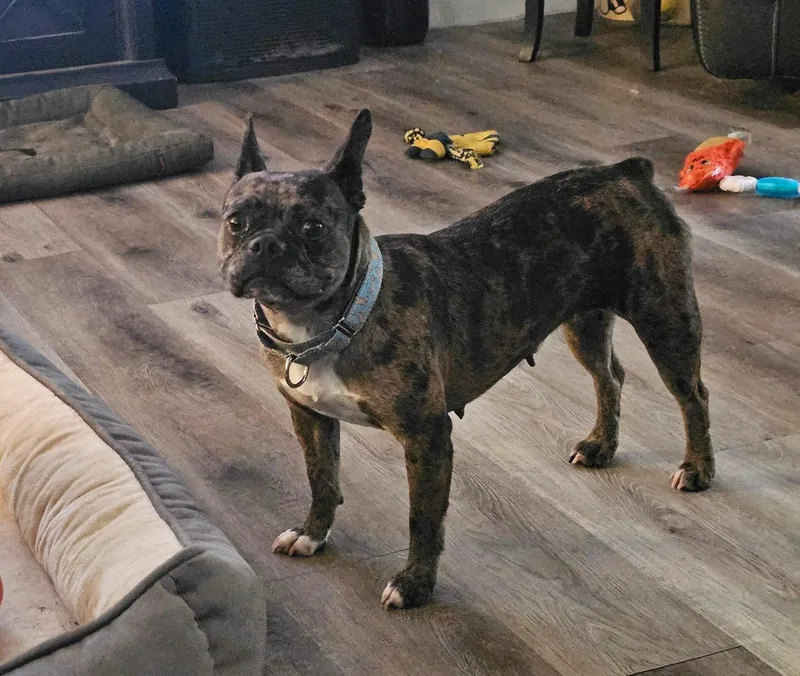 Sunflower thumbnail 4