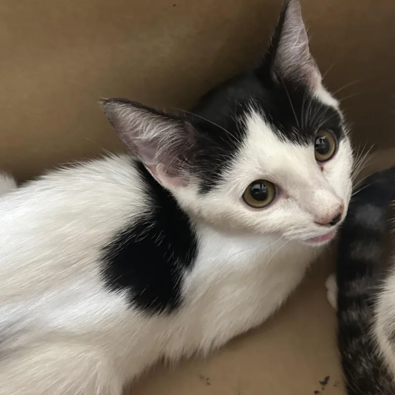 A baby small-sized female White Domestic Short Hair cat named Louise for adoption in Newark, NJ