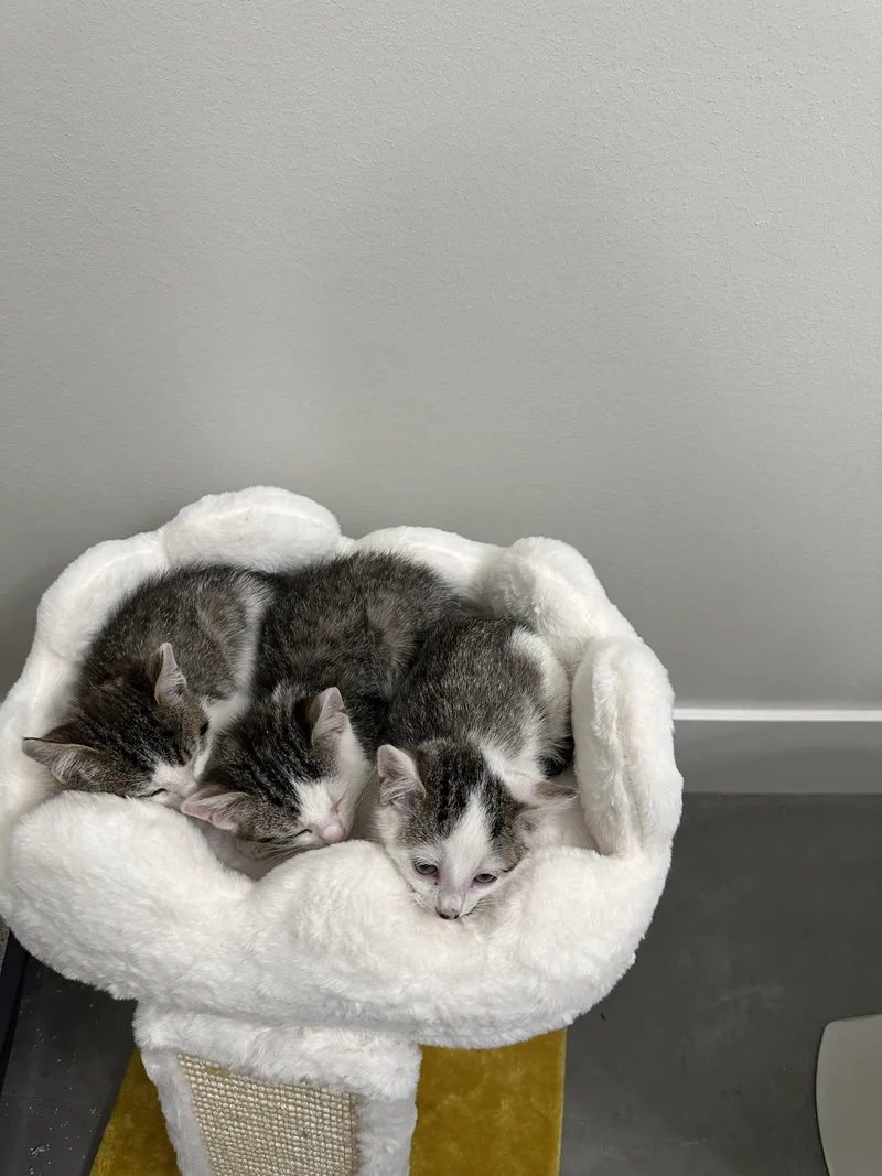 A baby small-sized male Tabby (Brown / Chocolate) Domestic Short Hair cat named Repete for adoption in Fruit Heights, UT