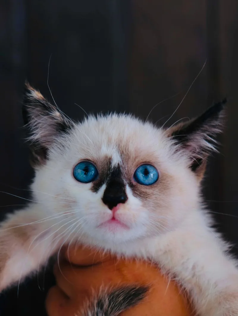 A baby small-sized female Siamese cat named Alicha for adoption in San Diego, CA
