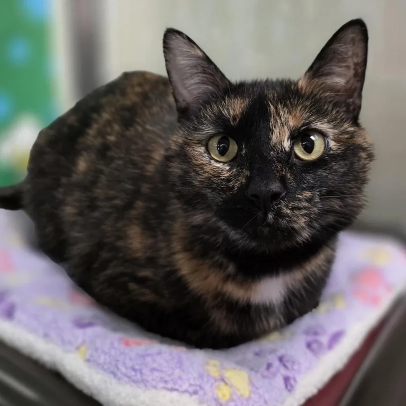 A young medium-sized female Tortoiseshell Domestic Short Hair cat named Lena  Your Partner for adoption in Oshkosh, WI