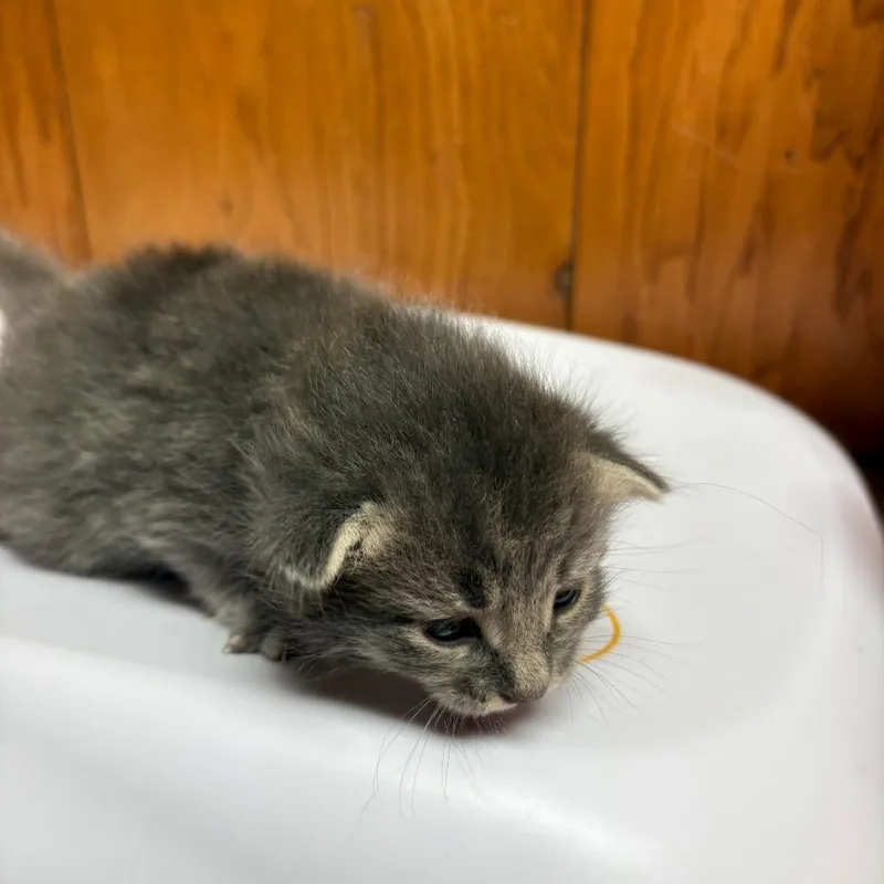 A baby small-sized male Gray / Blue / Silver American Shorthair cat named Navy for adoption in Greenfield, IN