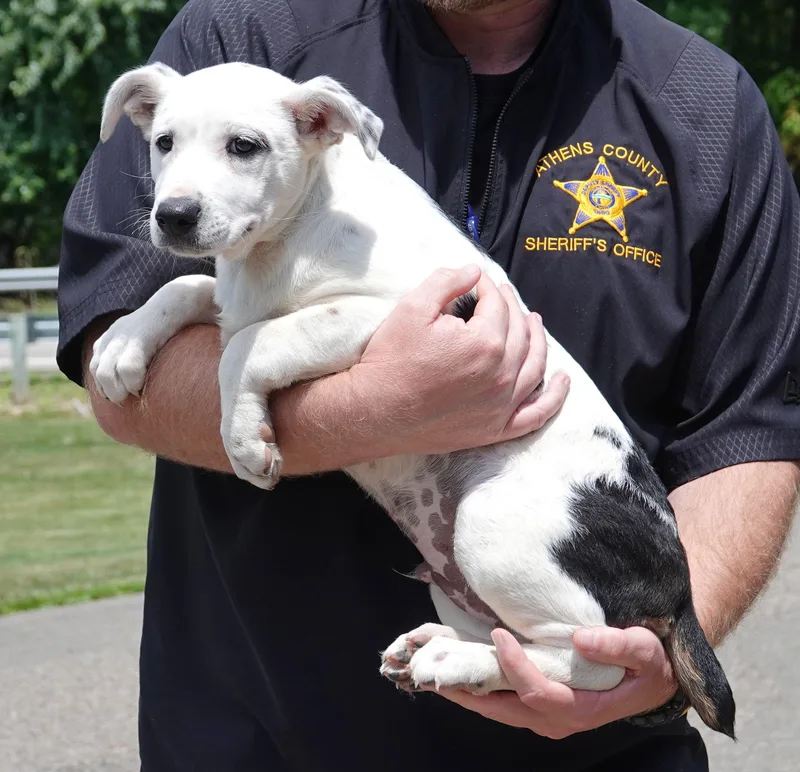 A baby medium-sized male Black Terrier dog named Captain for adoption in Millfield, OH