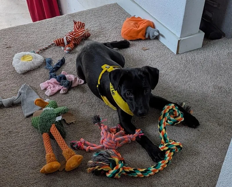 A baby medium-sized female Labrador Retriever dog named Armada for adoption in Thornton, CO