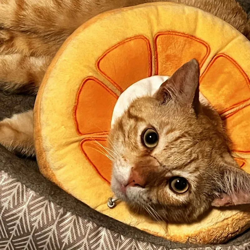 Doodle Bob thumbnail 2