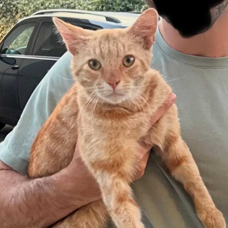 Doodle Bob thumbnail 3