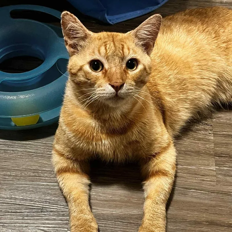 Doodle Bob thumbnail 4