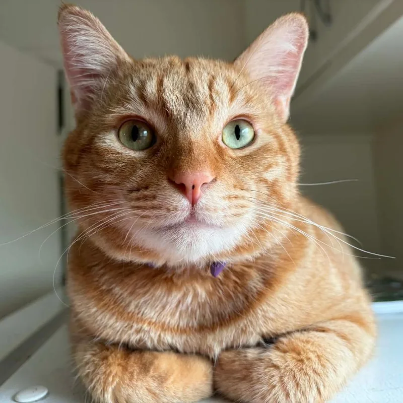 Doodle Bob thumbnail 5