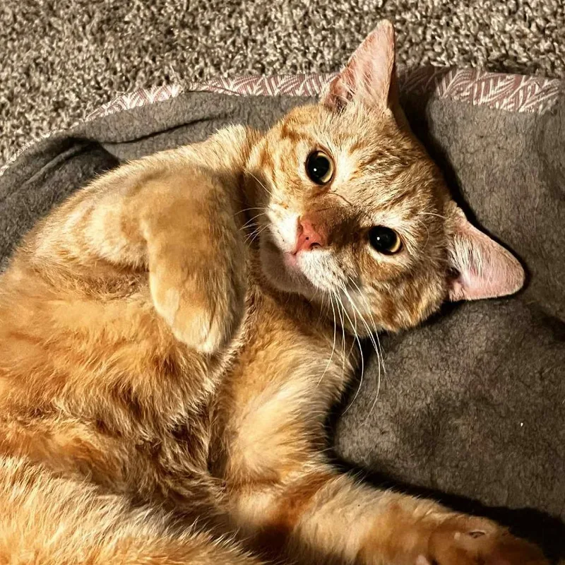 Doodle Bob thumbnail 6