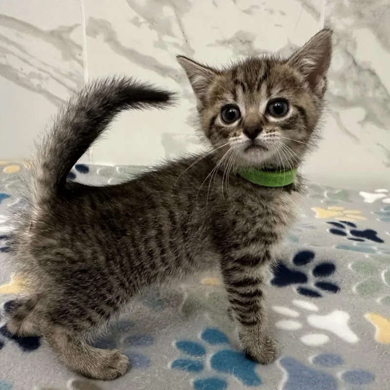 A baby small-sized female Brown / Chocolate Domestic Short Hair cat named Moon for adoption in Huntsville, AL