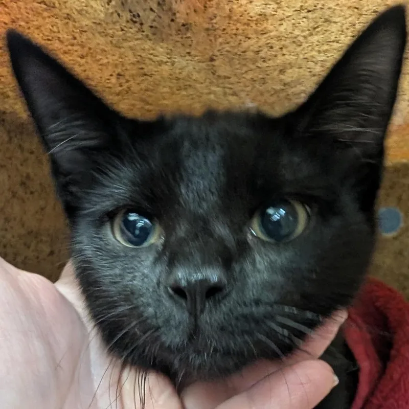 A baby small-sized male Black Domestic Short Hair cat named Batty for adoption in Philadelphia, PA
