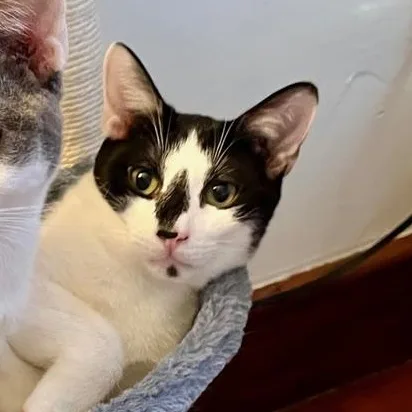 An adult medium-sized male Black & White / Tuxedo Domestic Short Hair cat named Lamar for adoption in New York, NY