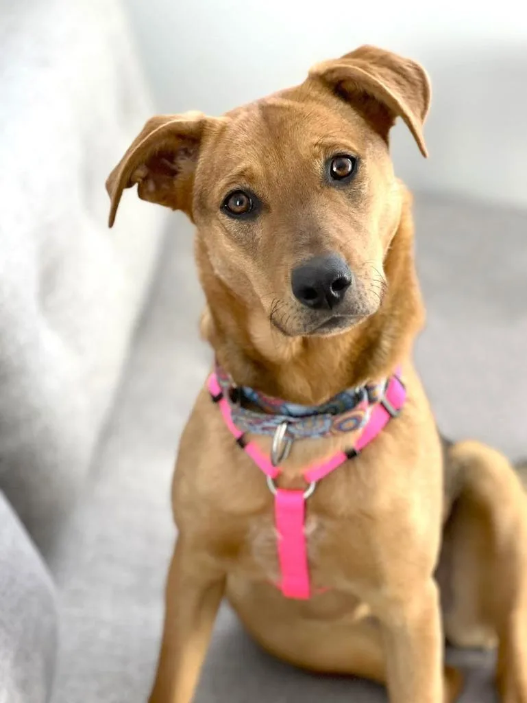 A young medium-sized female Shepherd dog named Belinda for adoption in Savage, MN