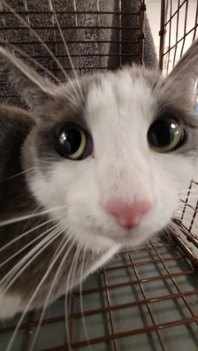A young medium-sized female Domestic Short Hair cat named Spaghetti for adoption in Los Angeles, CA