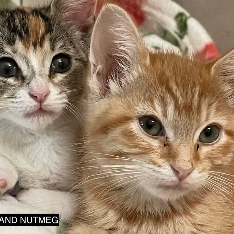 A baby small-sized female Tabby (Orange / Red) Domestic Short Hair cat named Nutmeg for adoption in Antioch, CA