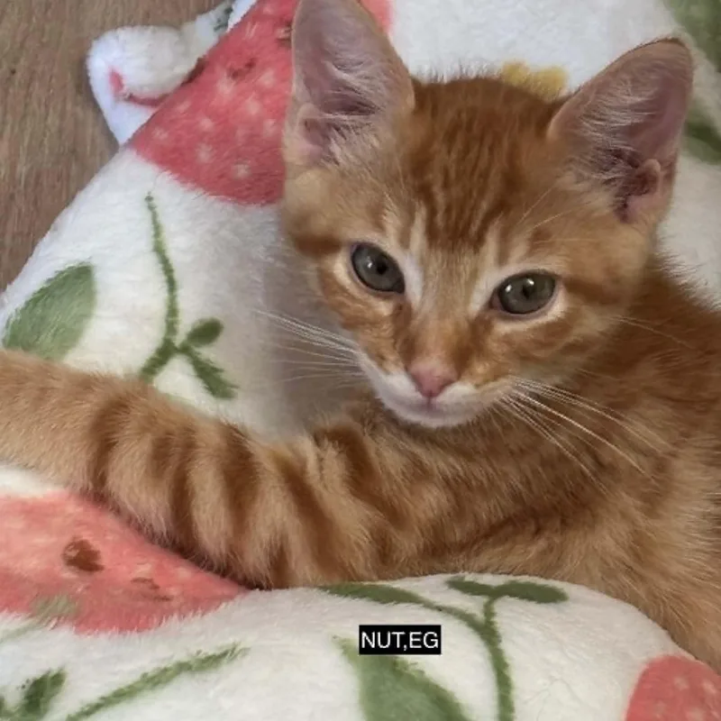 Nutmeg thumbnail 2