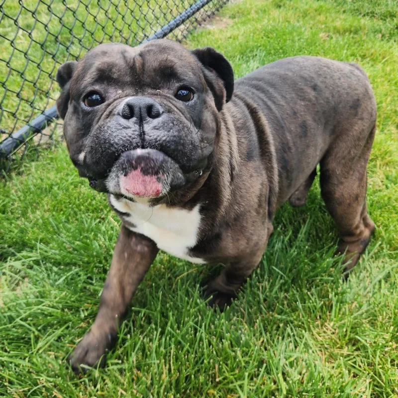 An adult large-sized male Black American Bulldog dog named Indiana bones for adoption in Fort Wayne, IN