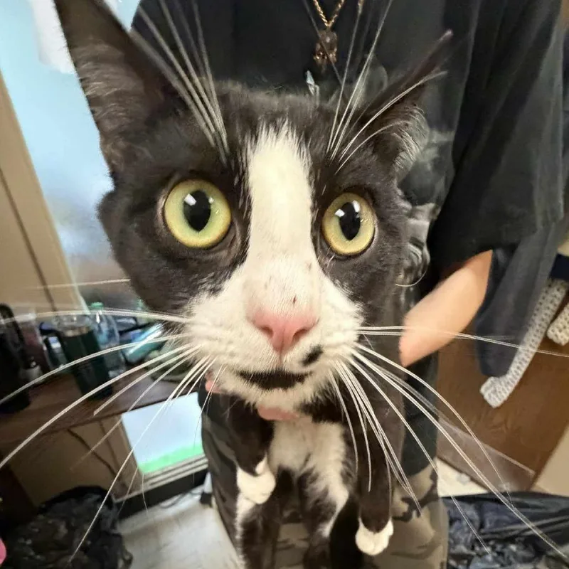 Coco thumbnail 2