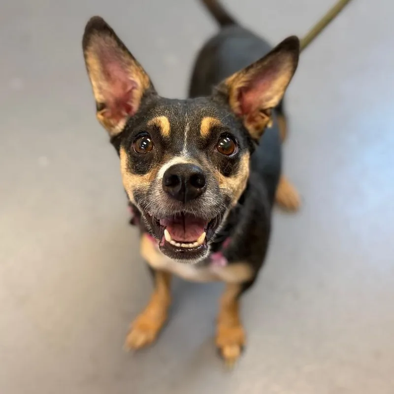 An adult small-sized female Black Mixed Breed dog named Rachel for adoption in Sarasota, FL