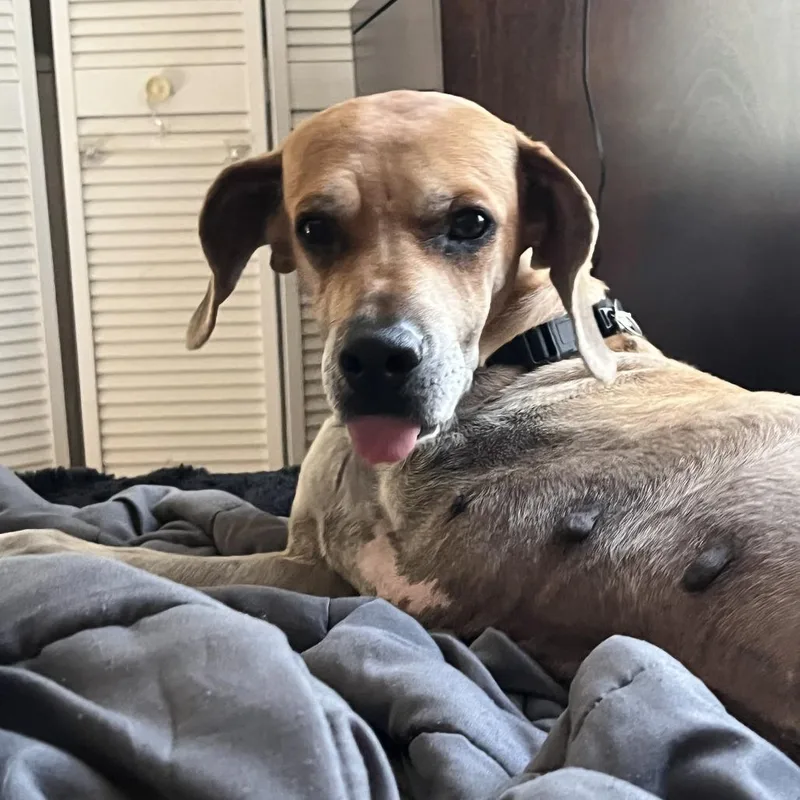 An adult medium-sized female Yellow / Tan / Blond / Fawn Hound dog named Fern for adoption in Nashville, TN