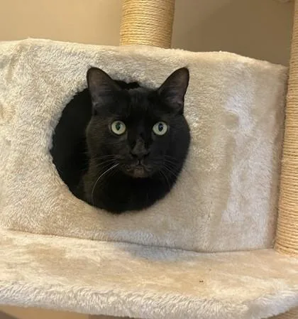 A senior medium-sized male Domestic Short Hair cat named Blackjack for adoption in Quakertown, PA
