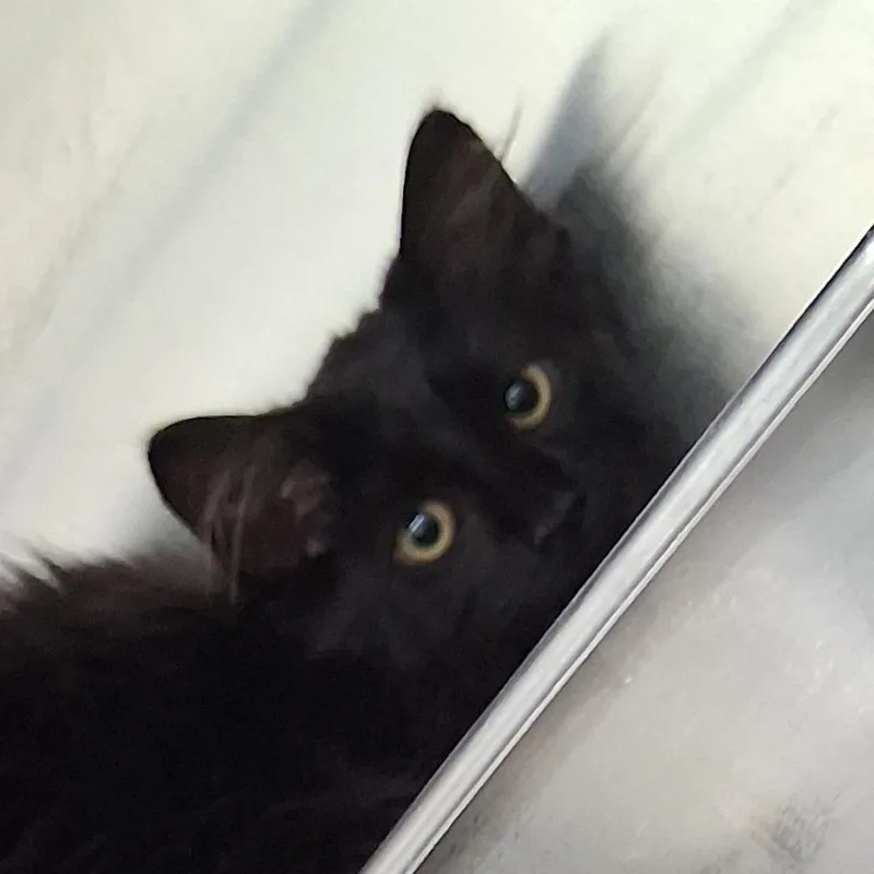 A baby small-sized male Black Domestic Short Hair cat named Ernest for adoption in Auburn, AL