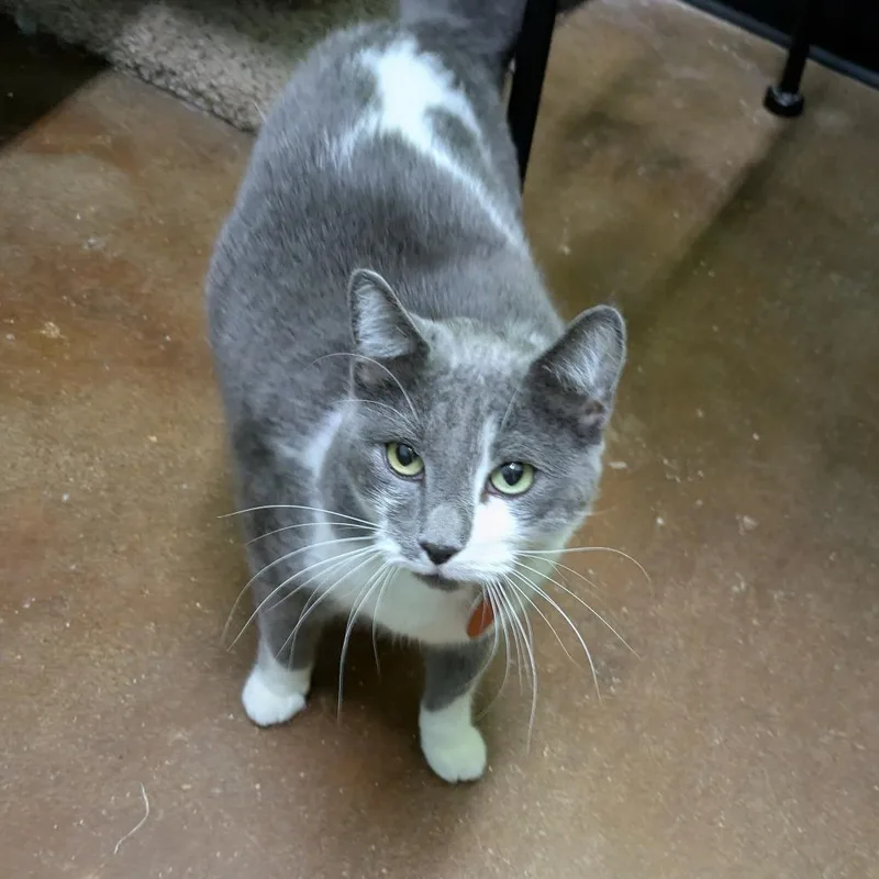 An adult small-sized female Domestic Short Hair cat named Slate for adoption in Springfield, MO