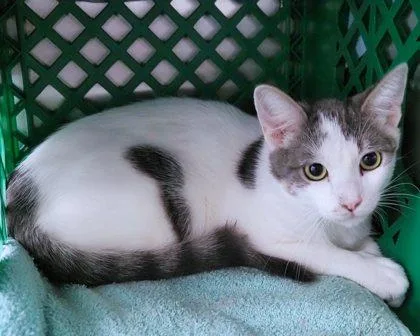 An adult small-sized male Domestic Short Hair cat named Fred for adoption in West Seneca, NY
