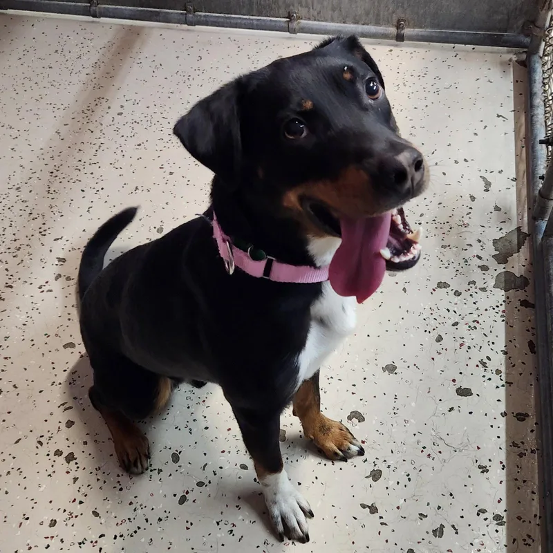 An adult medium-sized male Shepherd dog named Chrundle for adoption in Fargo, ND