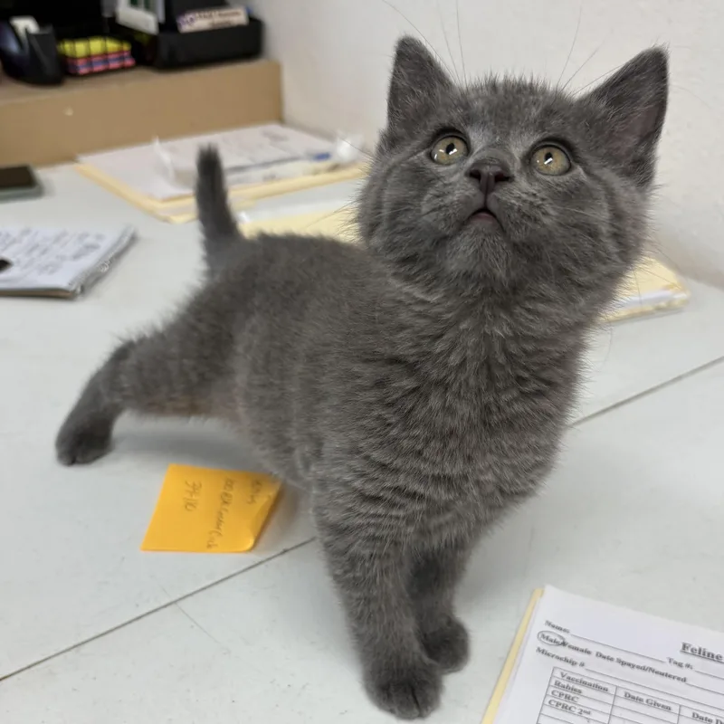A baby medium-sized female Gray / Blue / Silver Domestic Long Hair cat named Zinc for adoption in Charles City, IA