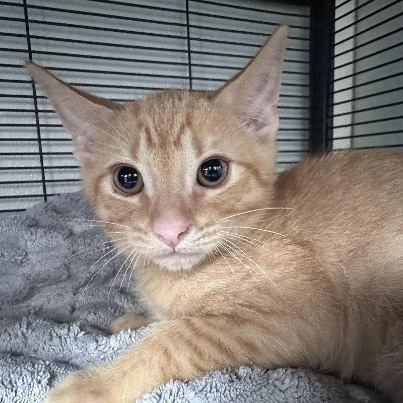 A baby medium-sized male Orange / Red Domestic Short Hair cat named Tai Lung for adoption in Dallas, TX