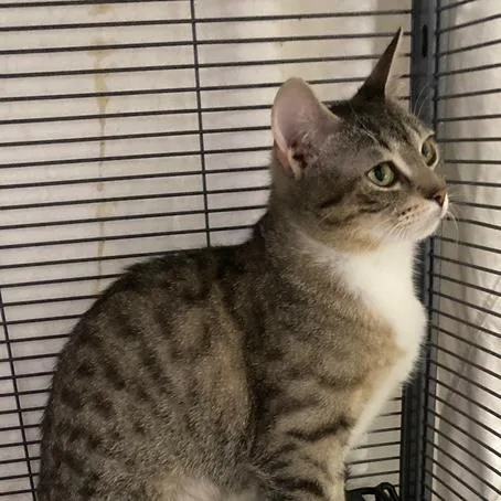 A young small-sized female Brown / Chocolate Domestic Short Hair cat named Runner for adoption in Mount Laurel, NJ
