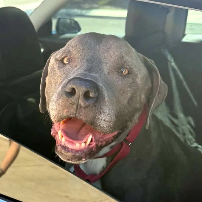 A senior large-sized female Pit Bull Terrier dog named Doki for adoption in Las Vegas, NV