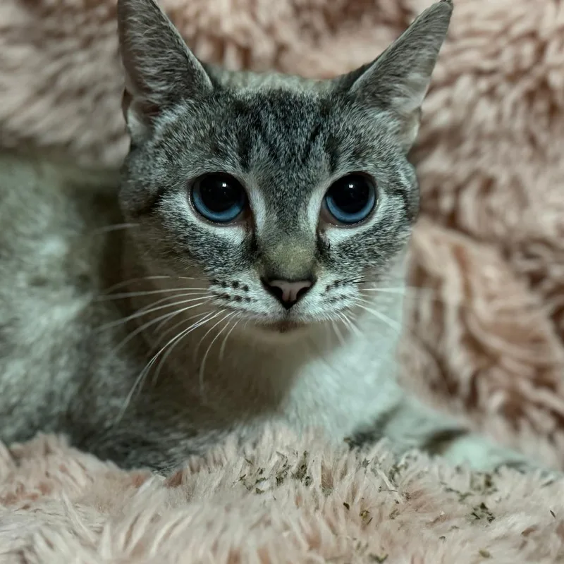 Neela