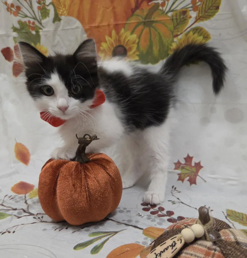 A baby small-sized male Domestic Long Hair cat named Rain for adoption in Attalla, AL