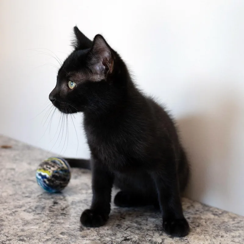 A baby medium-sized male Black Domestic Short Hair cat named Bob for adoption in Chicago, IL