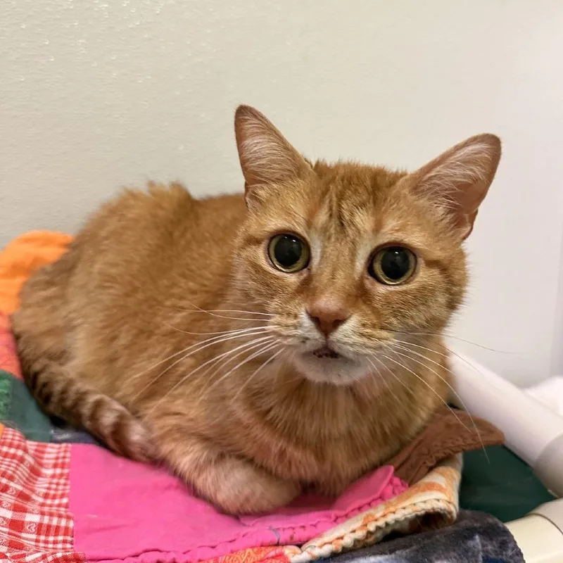 A senior large-sized female Orange / Red Domestic Short Hair cat named Sweetie for adoption in Woodinville, WA