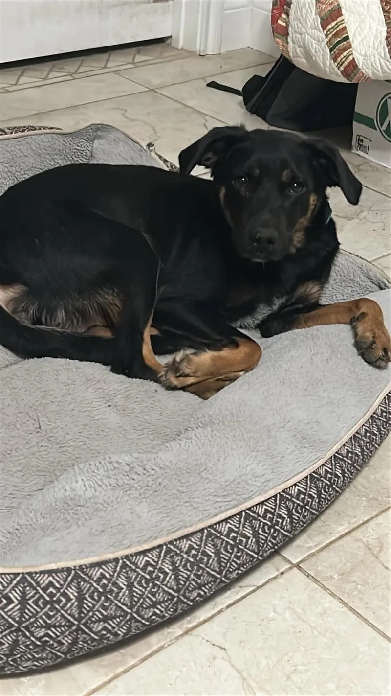 A young medium-sized female Shepherd dog named June for adoption in Boston, MA