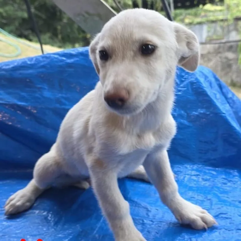 A baby medium-sized male White / Cream Jack Russell Terrier dog named Chip for adoption in Pasadena , MD