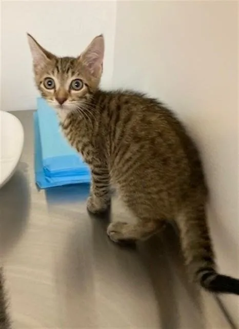 A baby large-sized male Domestic Short Hair cat named Forest for adoption in Fort Lauderdale, FL