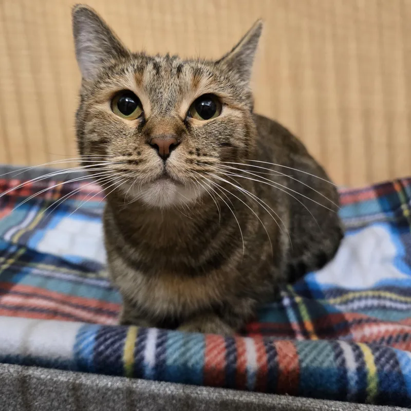 A young medium-sized female Tabby (Brown / Chocolate) Tabby cat named Bubbles for adoption in Warr Acres, OK