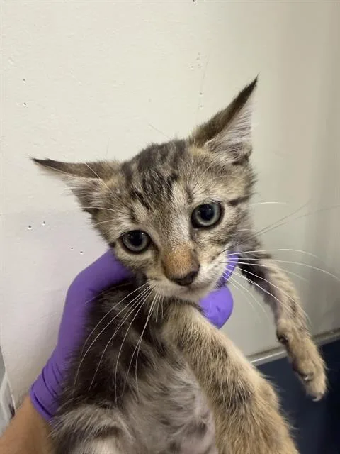 A baby small-sized female Domestic Short Hair cat named Sally for adoption in Miami, FL
