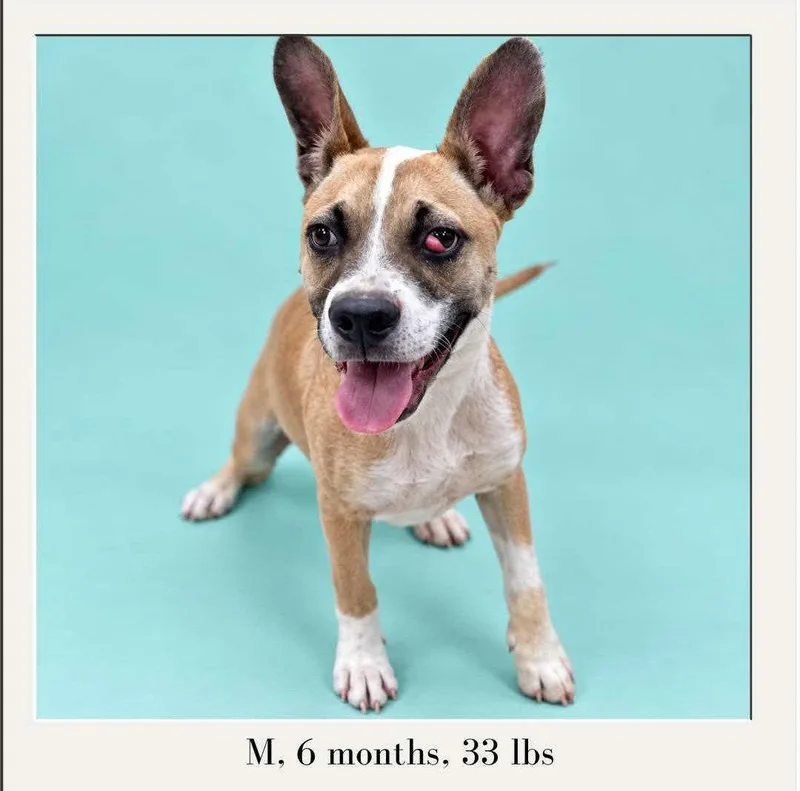 A young medium-sized male Shepherd dog named Charlie for adoption in Cuyahoga Falls, OH