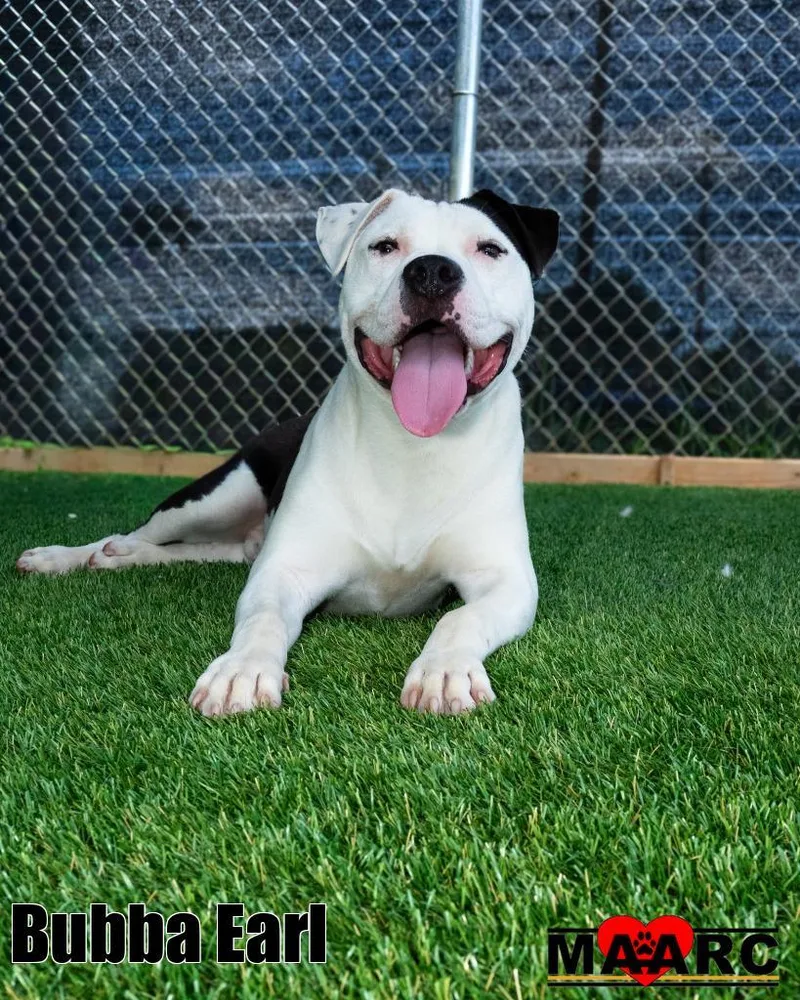 A young medium-sized male Staffordshire Bull Terrier dog named Bubba Earl for adoption in Maryville, TN