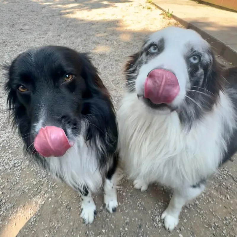 An adult medium-sized male Black Australian Shepherd dog named Cole for adoption in Dayton, OH