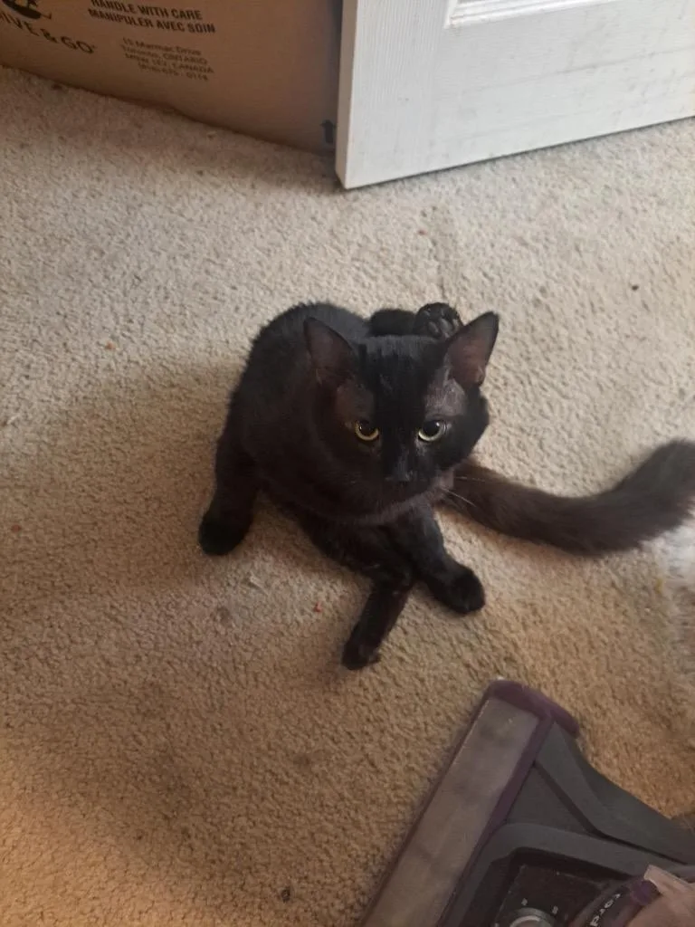 An adult medium-sized male Black Domestic Medium Hair cat named Reggie for adoption in Mira Loma, CA