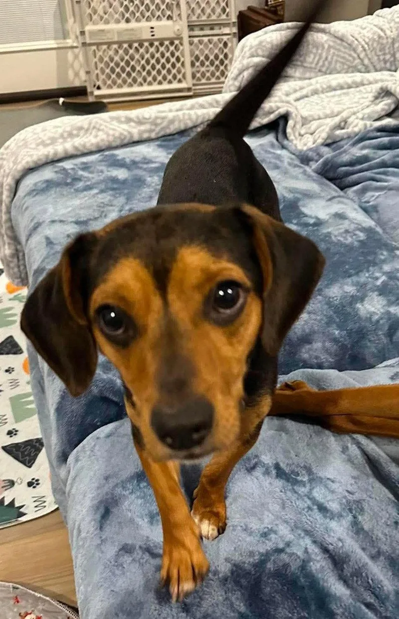 A young small-sized male Beagle dog named Dapper for adoption in Dunnellon, FL