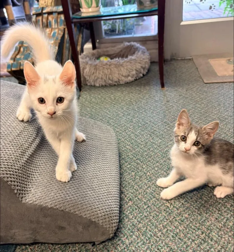 A baby small-sized female Domestic Short Hair cat named Rizzo for adoption in Hartsville, SC