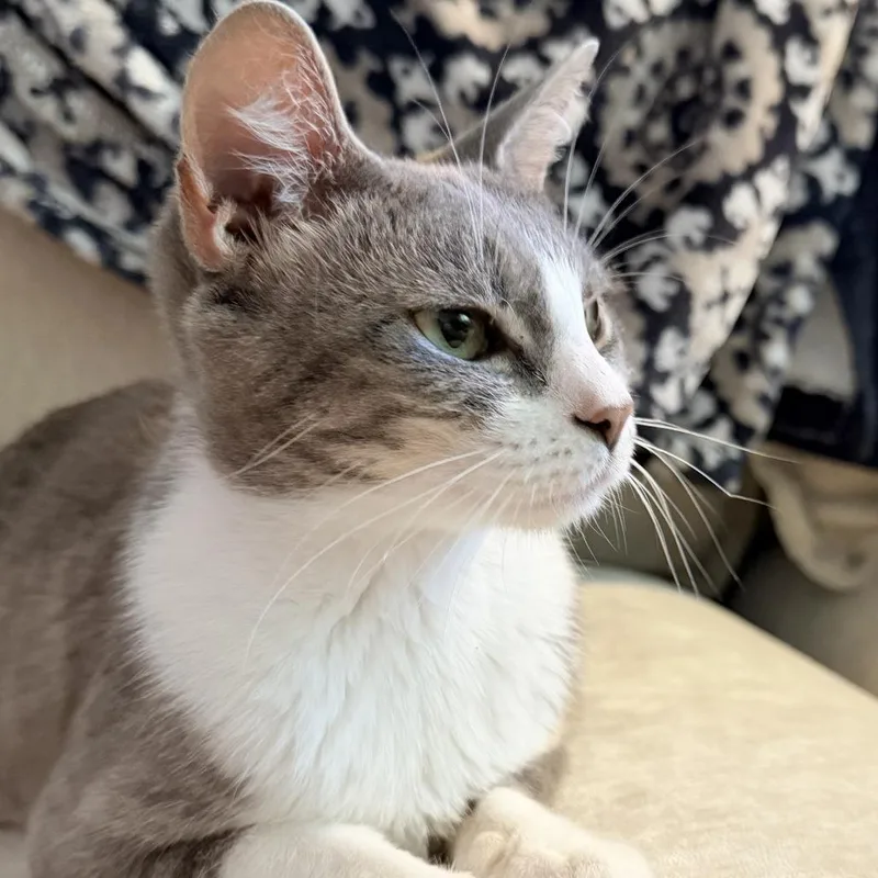 An adult medium-sized female Gray / Blue / Silver Domestic Short Hair cat named Ash for adoption in Brownsboro, AL