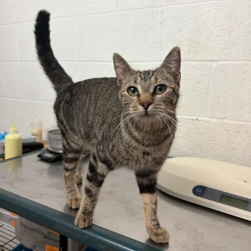 A young medium-sized female Brown / Chocolate Domestic Short Hair cat named Jillian for adoption in Edinburg, TX